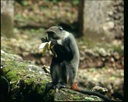 TARZAN
